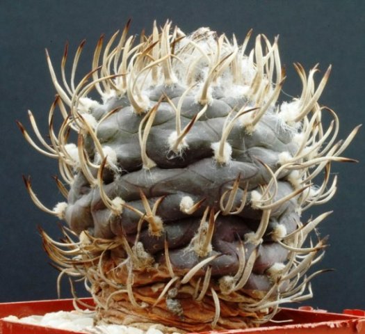 Turbinicarpus_macrochele_1